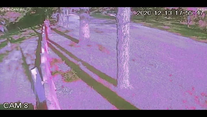 Video: el momento en que un hombre abandonó a sus dos perros quedó registrado - Fuente: YouTube