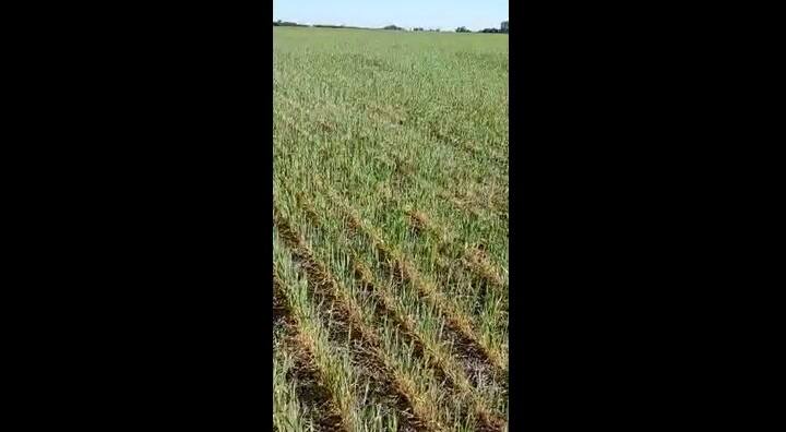 Productor recorre lote de trigo