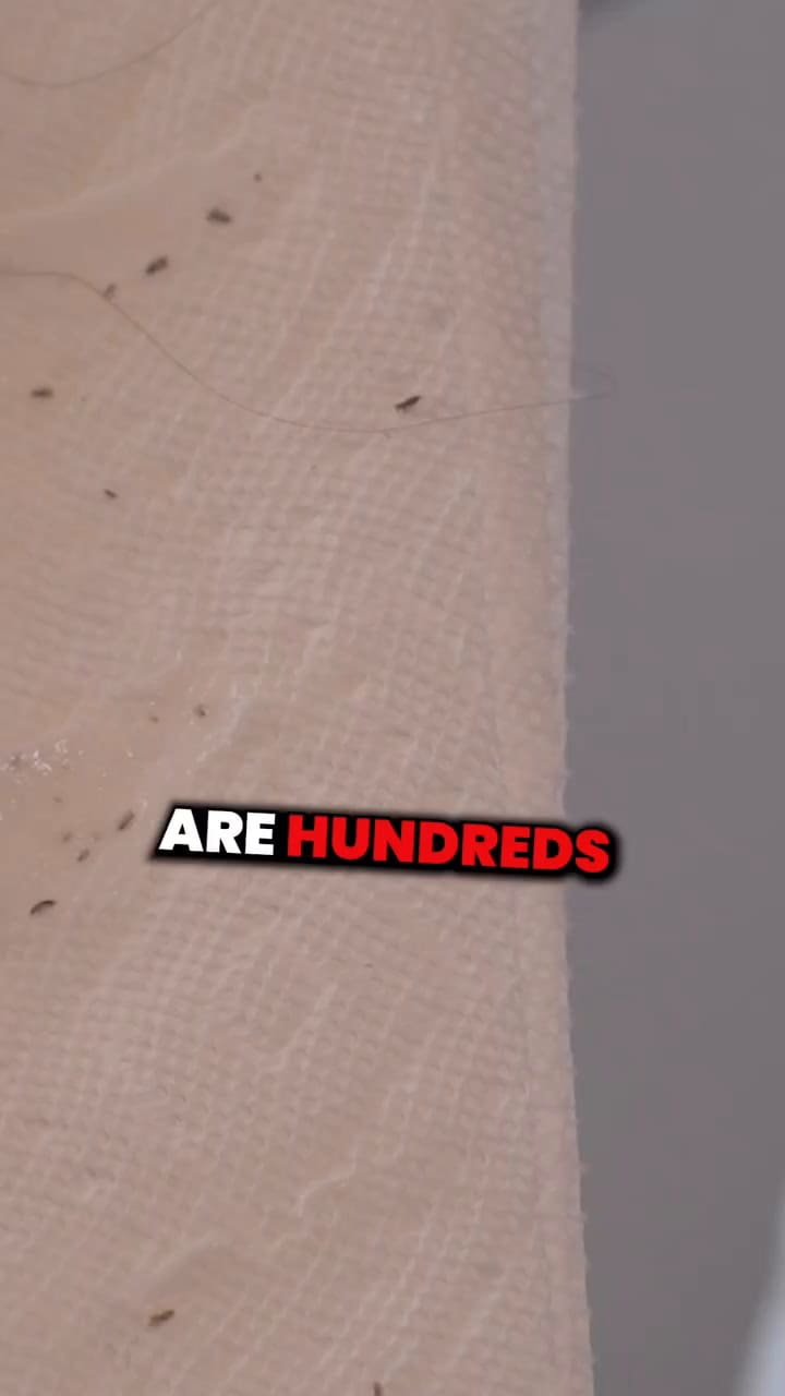 Qué es de la vida de la latina que ganaba miles de dólares sacando piojos en NYC