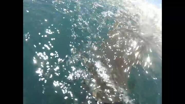 Un tiburón casi le devora la mano a un pescador - Fuente: YouTube