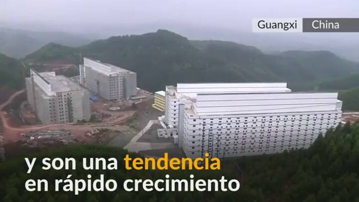 Hoteles' para cerdos están en expansión en China - Fuente: Reuters