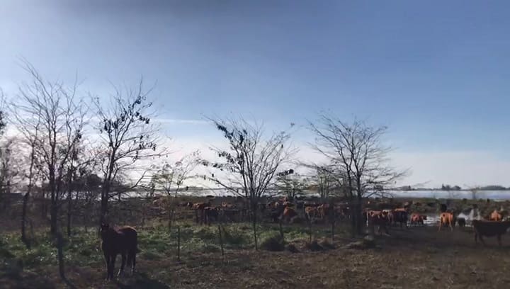 Con los campos bajo agua, los productores trasladan la hacienda a las pocas zonas firmes que quedan para intentar salvarla