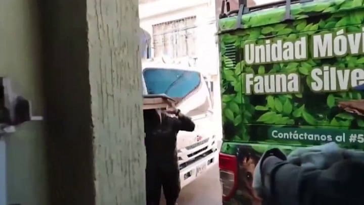 La Historia De ‘ÑAta’, El Caimán De Casi Tres Metros Que Vivía En El Patio De Una Casa “Aprendió A Pedir La Comida” - Infobae