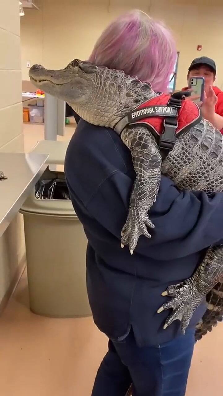 Willy es considerado un cocodrilo agradable que le gusta dar 'abrazos'