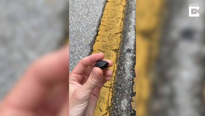 Un hombre rescató a la tortuga más pequeña del mundo - Fuente: YouTube