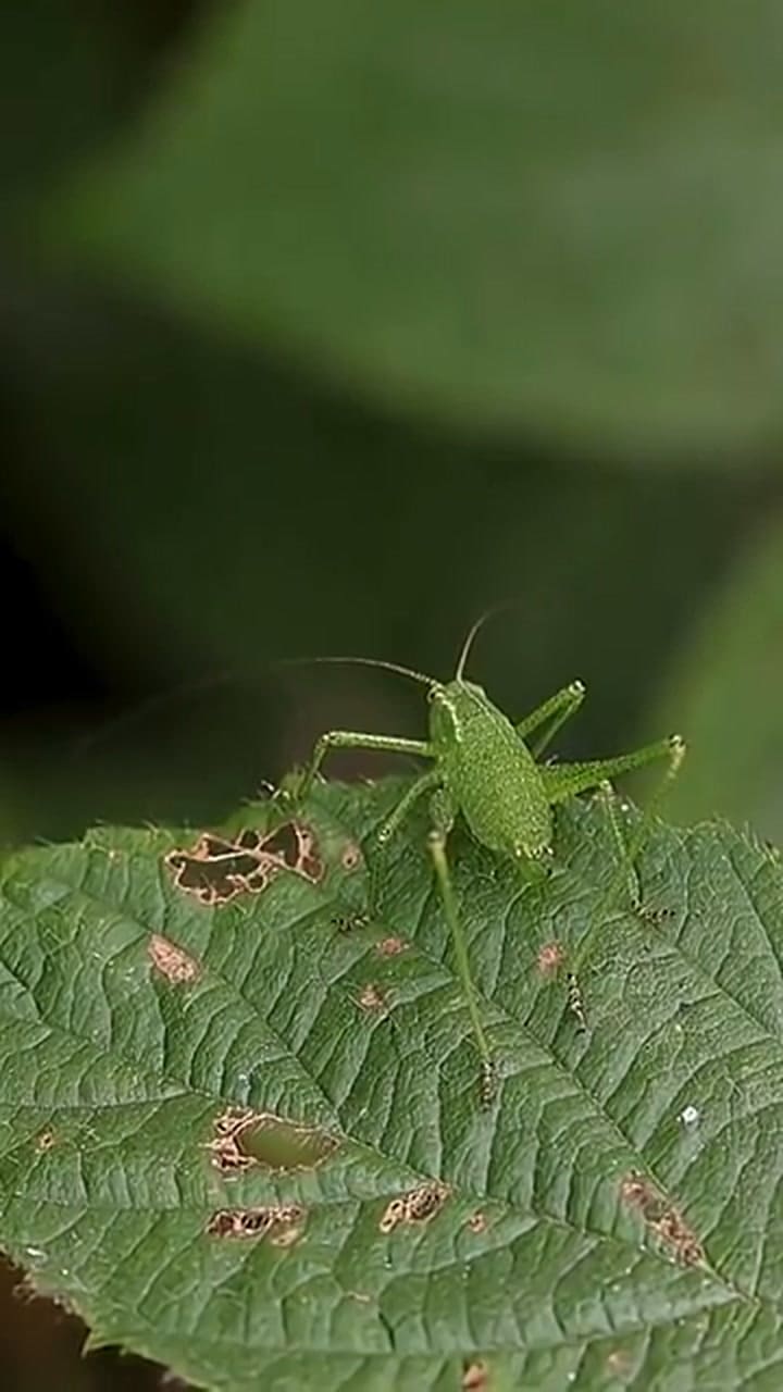 Qué significan los ruidos de los grillos