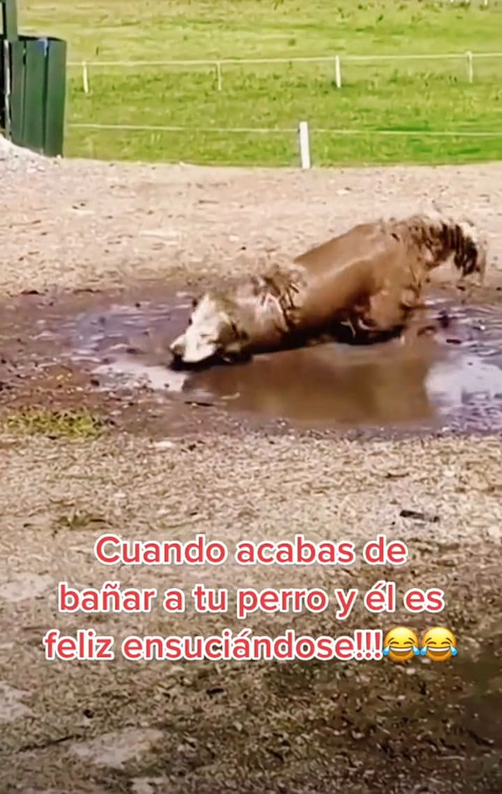Cuando Acabas De Bañar A Tu Perro Y El Es Feliz Ensuciándose!!!