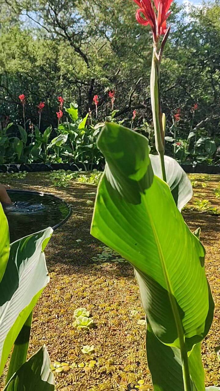 Jerónimo Weich mostró cómo funciona la biopiscina de su casa sustentable