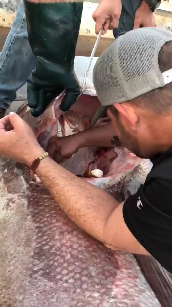 Imágenes del pez atrapado