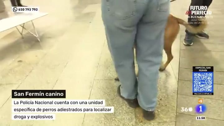 El perro que encontró droga durante una entrevista televisiva en Pamplona
