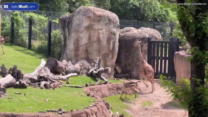 La extraña reacción de os animales al producirse el eclipse solar