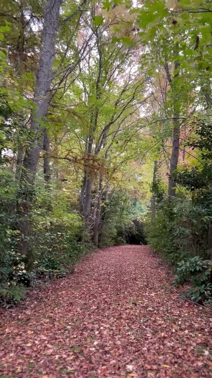 Las Palmeras ‐ Final