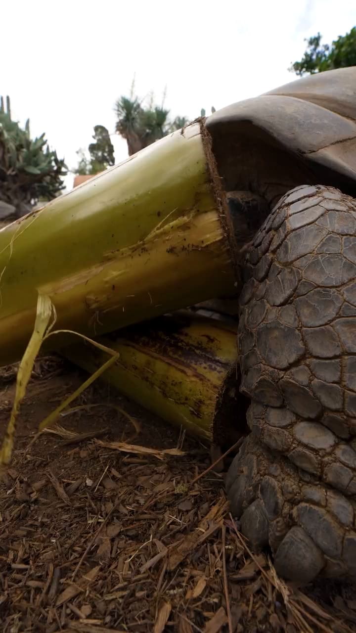 El video del Zoológico de San Diego para la residente más antigua y querida