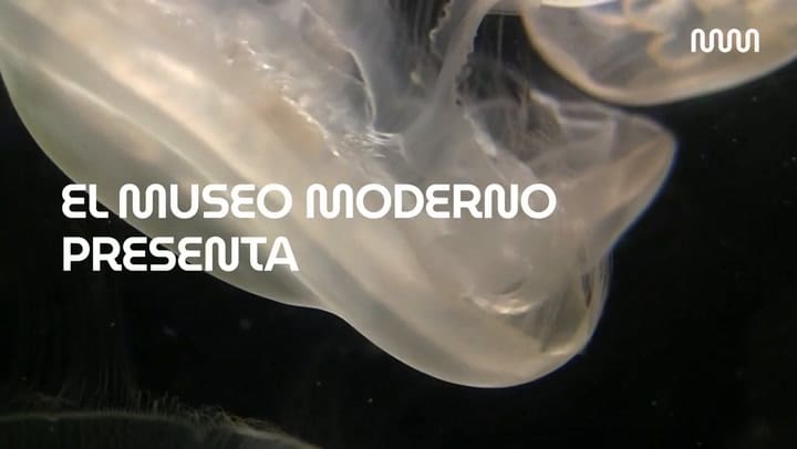 Fragmento de Lugar fósil, de Florencia Levy