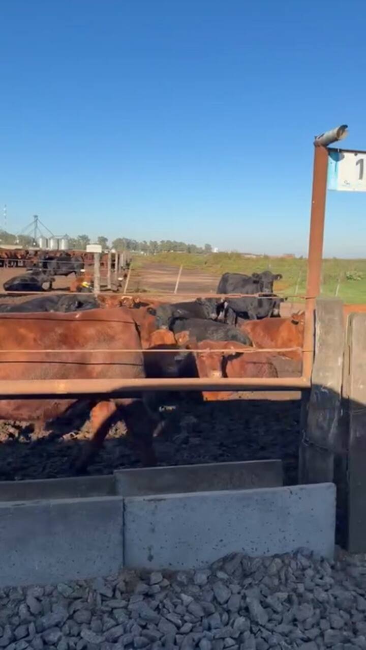 Así es el feedlot del productor Riccillo