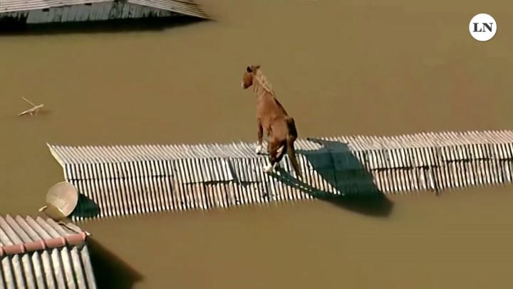 El rescate de un caballo atrapado en un techo en Brasil