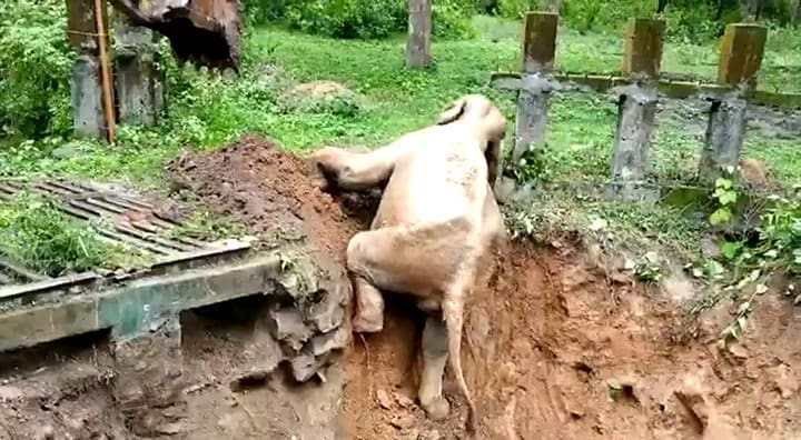 Video: la conmovedora acción de un elefante al ser rescatado por una excavadora