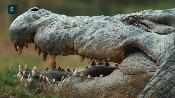 El cocodrilo más viejo del mundo: nació en 1900, tuvo 10.000 crías y esconde un terrible pasado