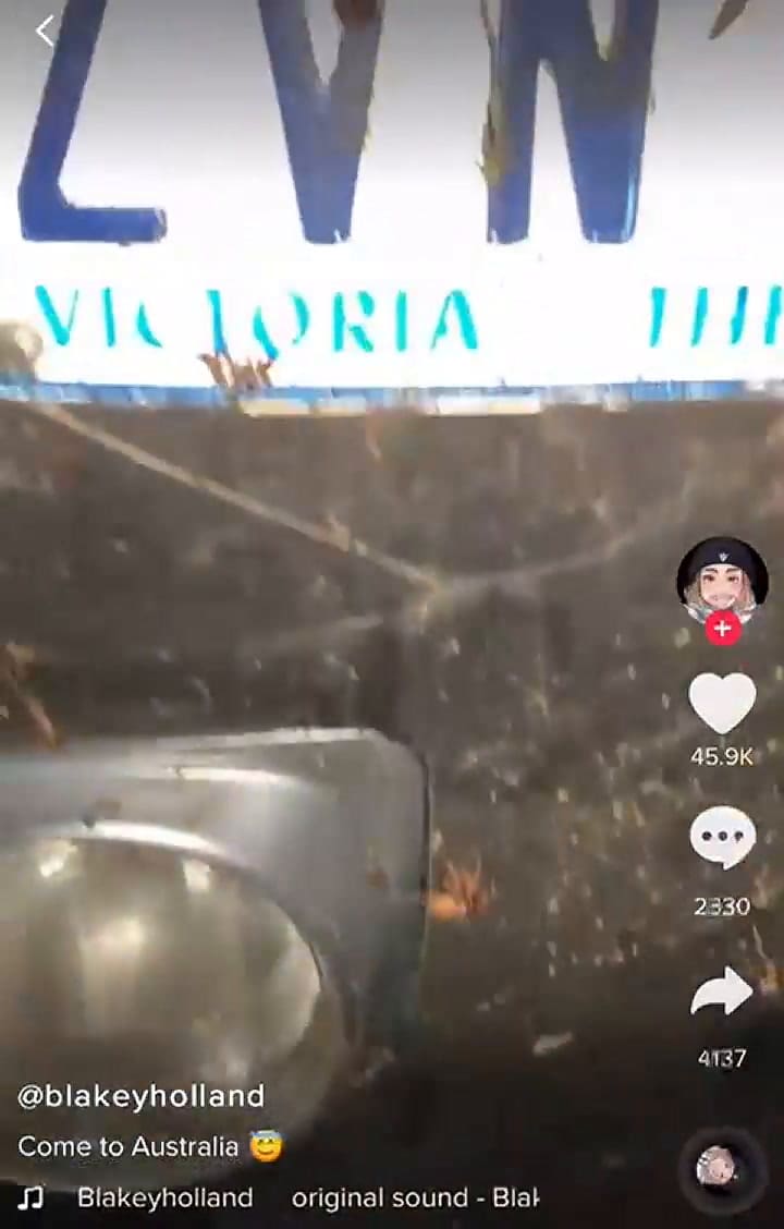 Un bloguero muestra la lucha a muerte entre dos arañas