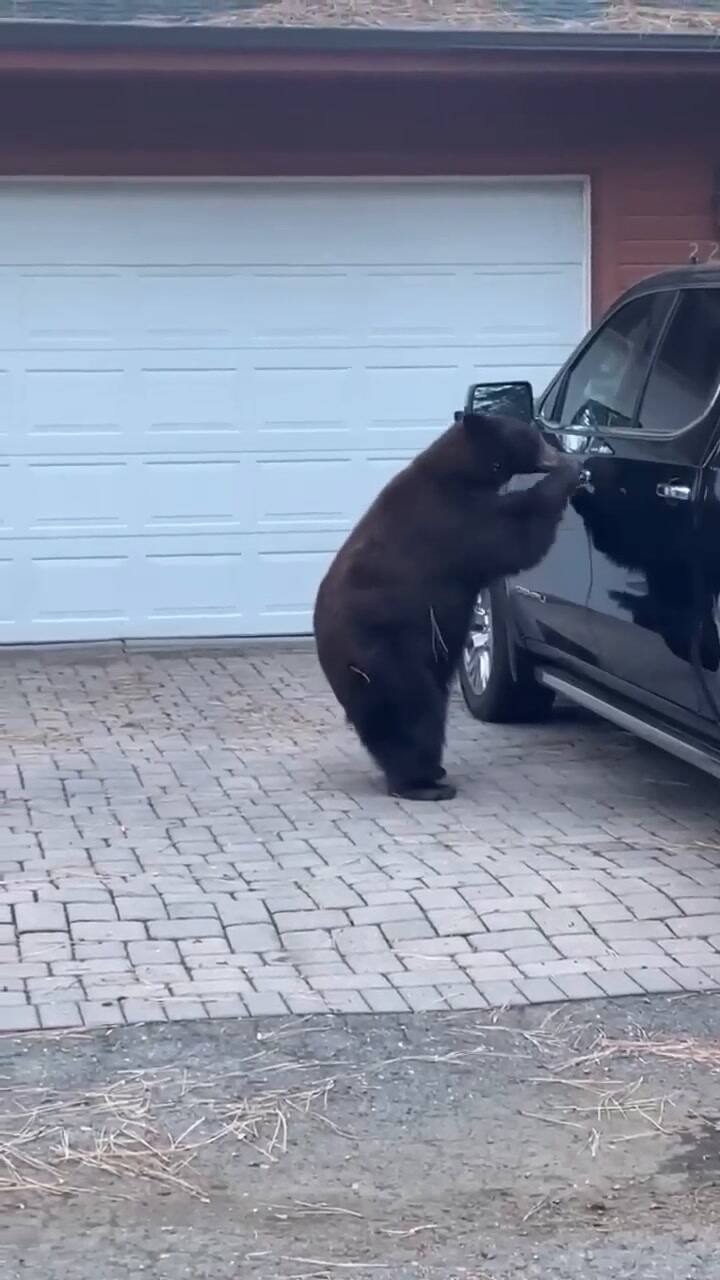 Un oso en California se metió a una camioneta de una residente
