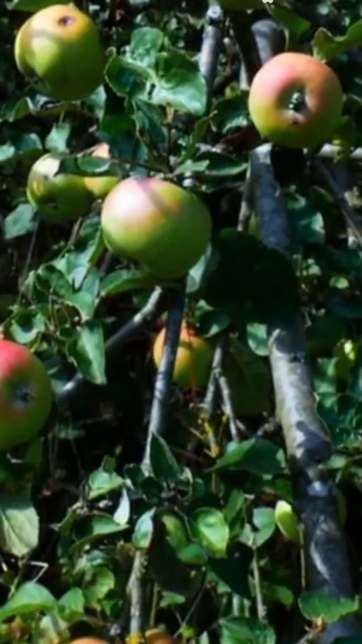 Los beneficios de comer manzanas