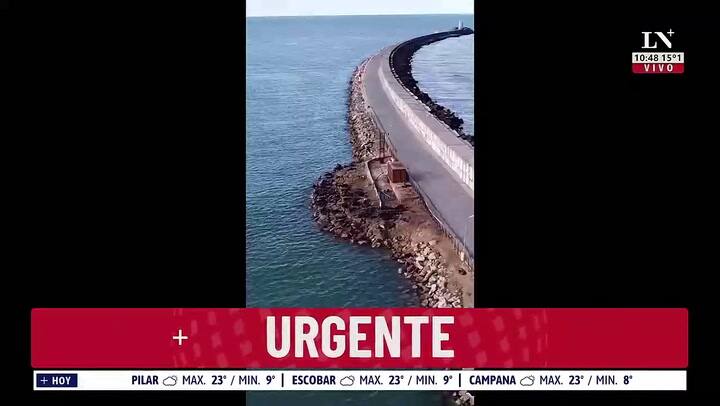 Gripe aviar: en Mar del Plata hay 50 lobos marinos muertos