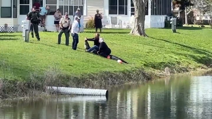 Así aseguraron al caimán que mató a una mujer en Florida