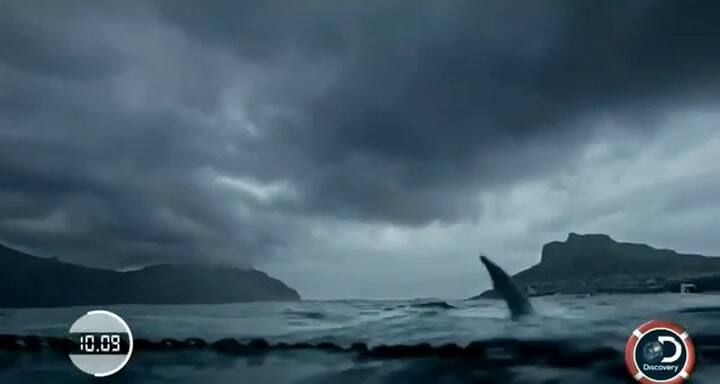 Michael Phelps compitió contra un tiburón blanco