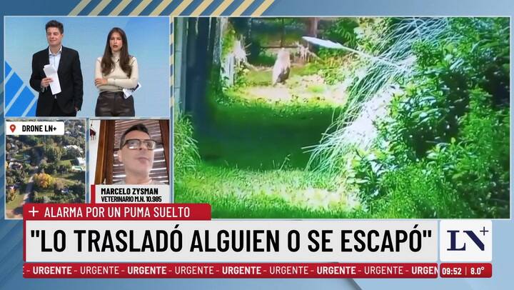 Alarma por un puma suelto