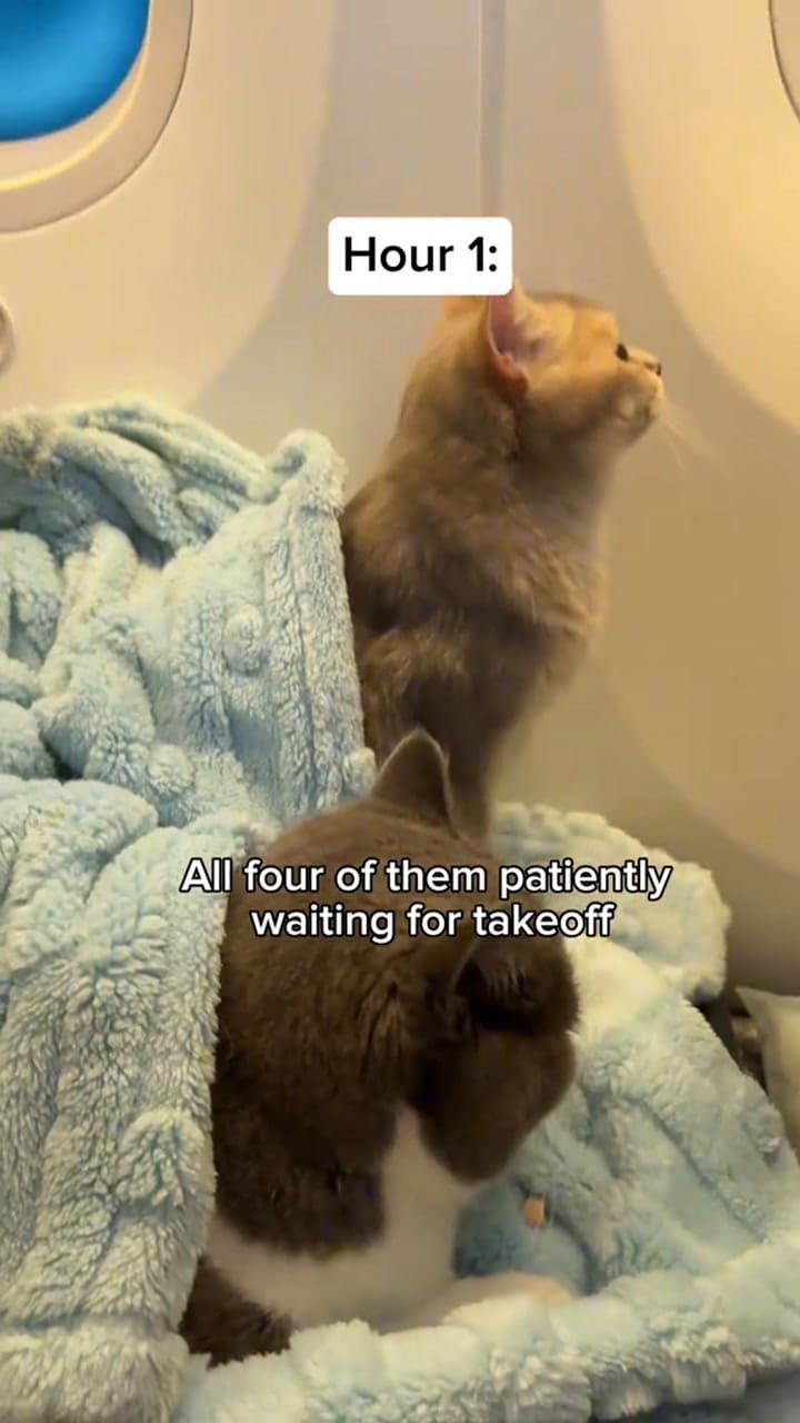 Gatos se vuelven virales al viajar en avión