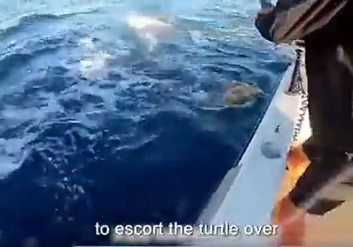 El tiburón salvó a una tortuga