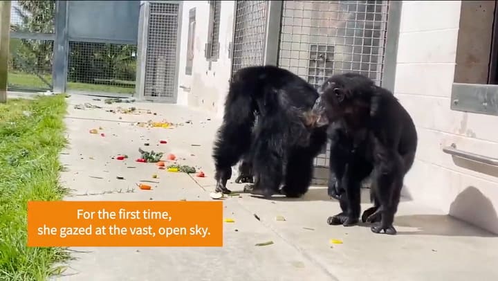 Un chimpancé quedó atónito al mirar por primera vez el cielo