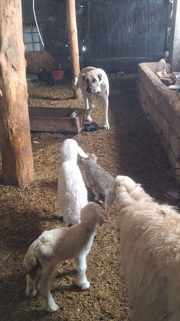 Un borrego se peleó con un cachorro y sus madres los defendieron