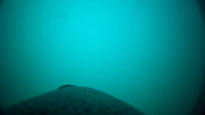 Migración de los pingüinos de Magallanes