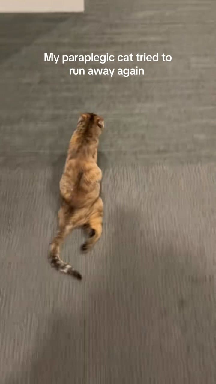 Toffee, el gato parapléjico que es furor en TikTok