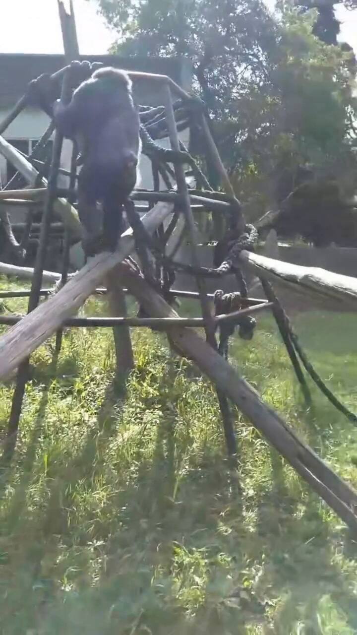 El chimpancé Tomy con uno de sus cuidadores, Damián, hace unos años