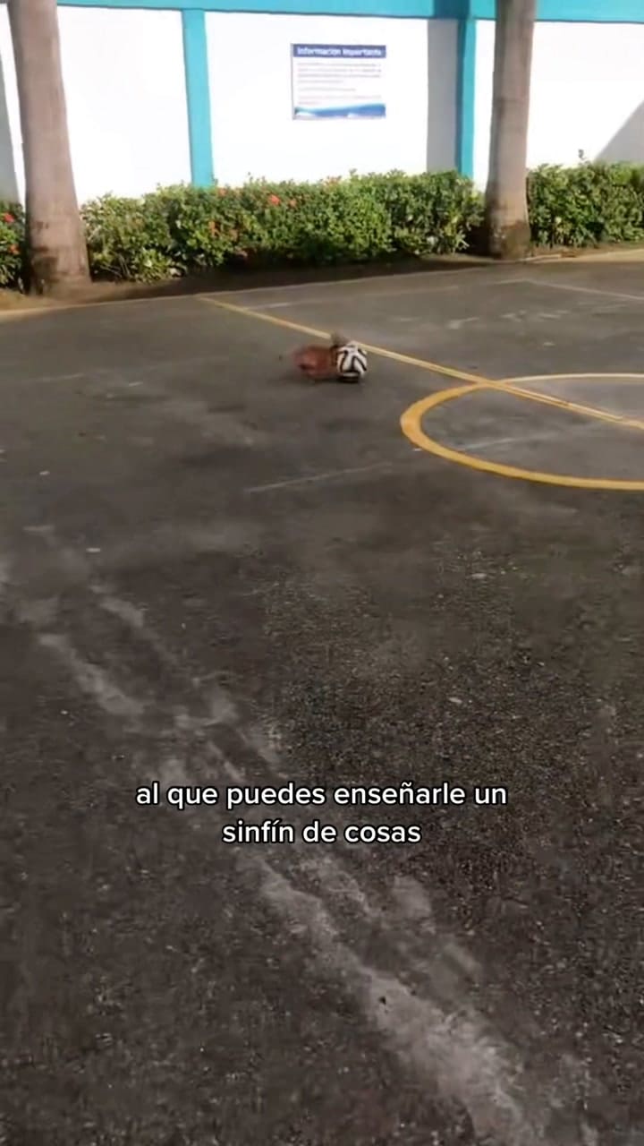 Cinco razones por las que deberías jugar con tu perro