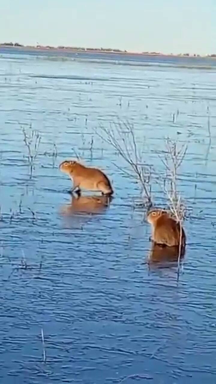 Los carpinchos en los Esteros del Iberá