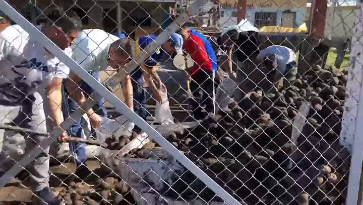 Movida solidaria. Presos de un penal ayudan a embolsar papa para comedores parroquiales