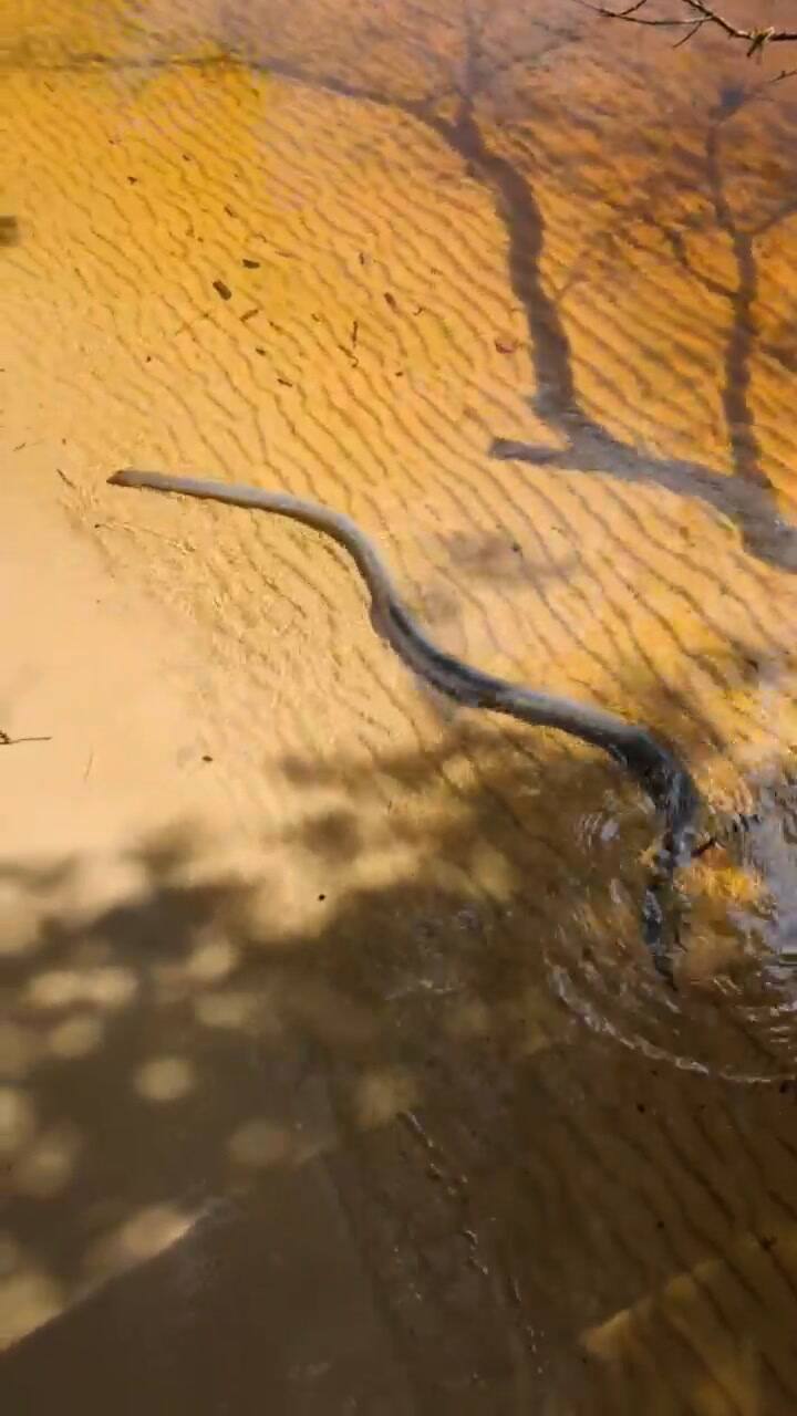 Un hombre se encontró con una peculiar serpiente mientras paseaba en un río de Florida
