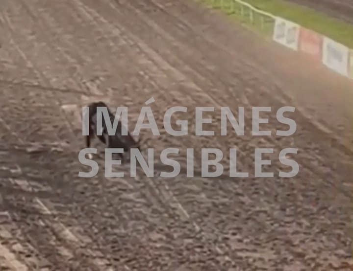 Un caballo se quebró las patas delanteras y fue sacrificado en plena carrera
