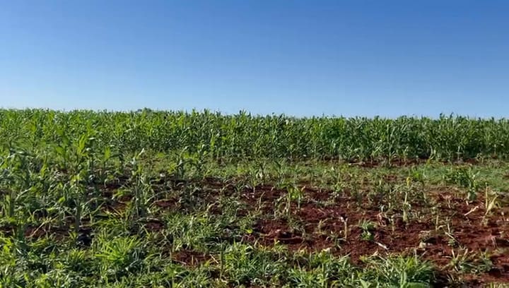 Un productor reflejó el daño que hizo en su producción