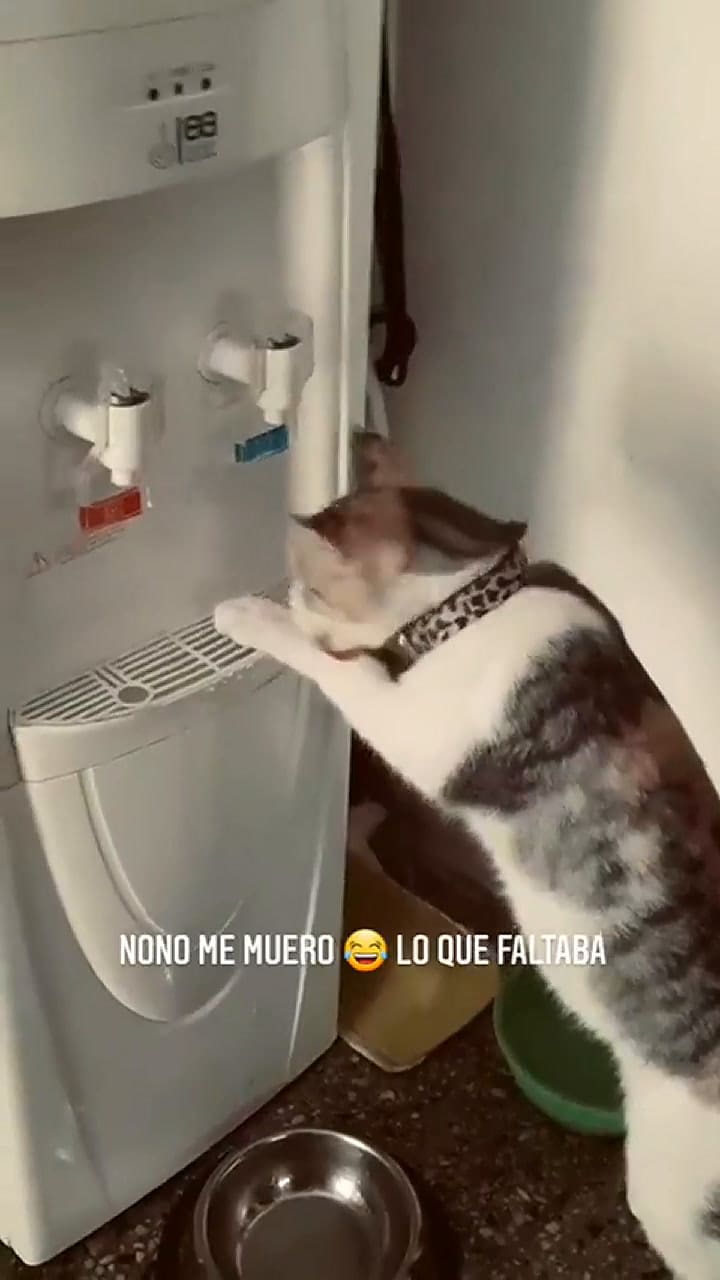 Otros s expusieron situaciones similares que vivieron junto a sus mascotas