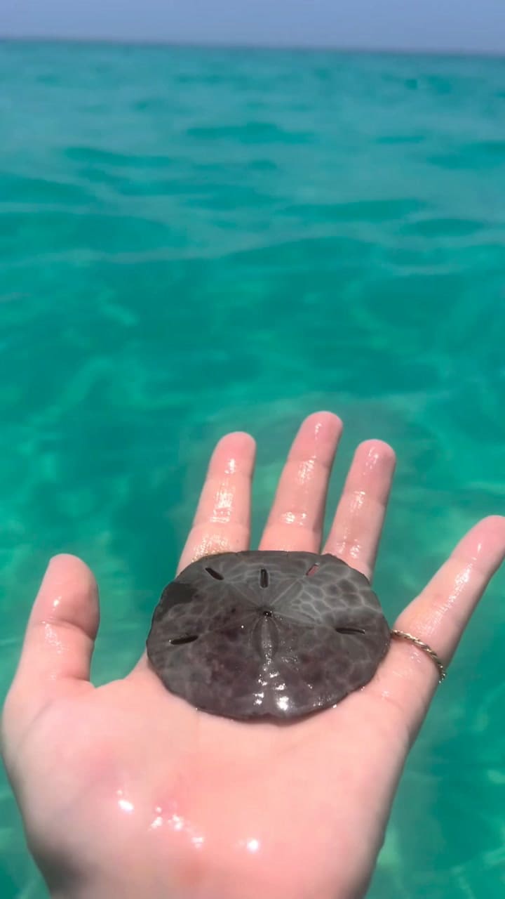 Destin, una hermosa ciudad de Florida con playas increíbles
