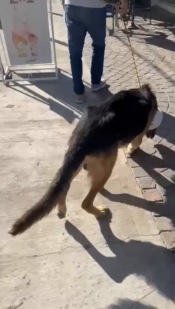 Rodrigo tenía una bichera en una de sus orejas