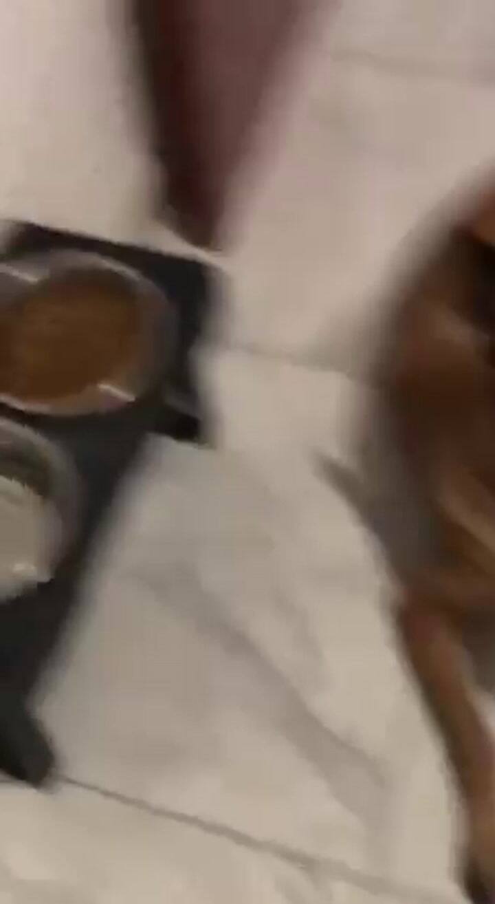 El truco viral en X para que tu perro coma su alimento balanceado