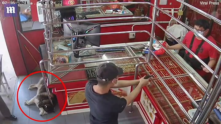 La inesperada reacción de un perro entrenado para defender la joyería de su dueño cuando entran a ro