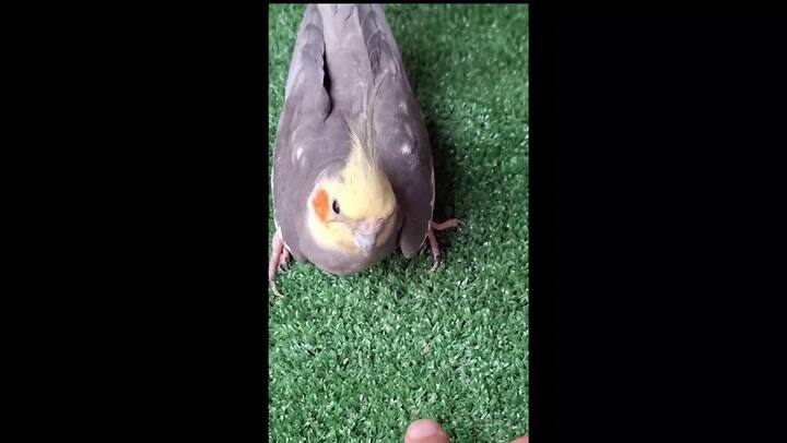 Pajaro Rehabilitacion