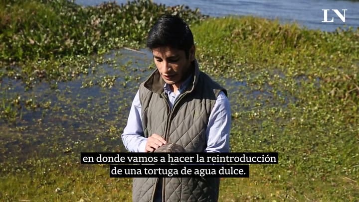 Tutu, la tortuga reinsertada por Luis Martínez en Corrientes