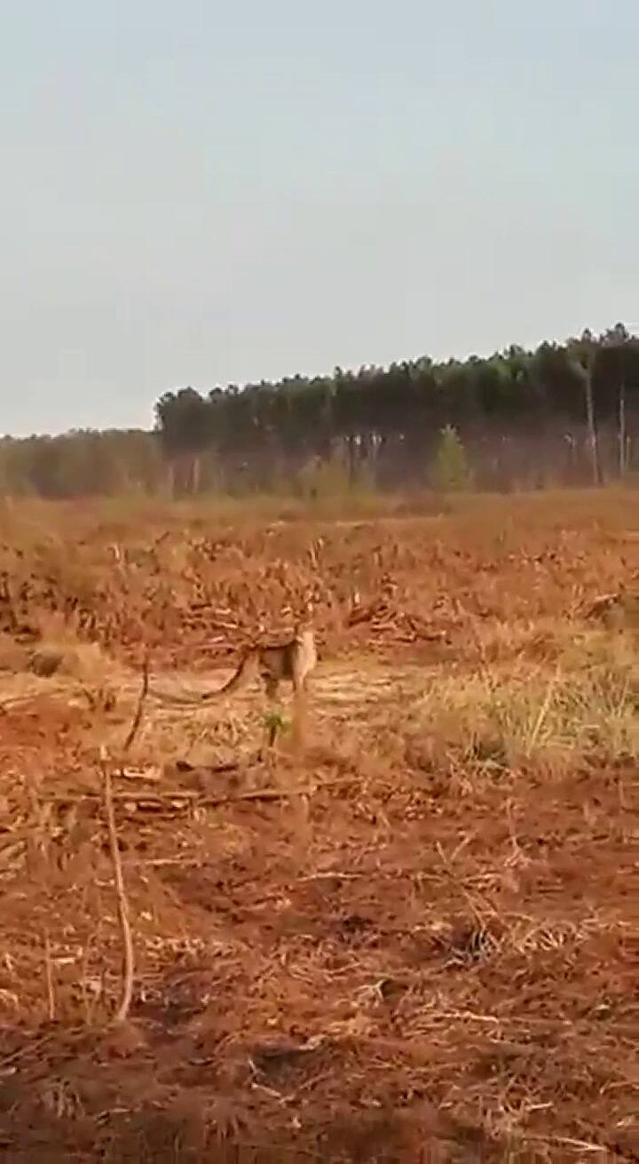 Un puma huye de los incendios en busca de refugio